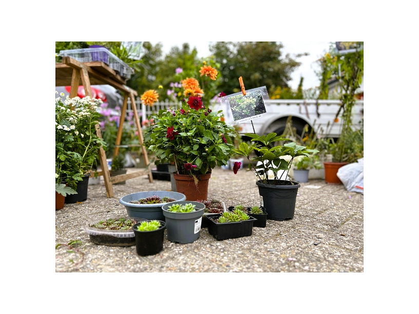 Huder Staudenflohmarkt